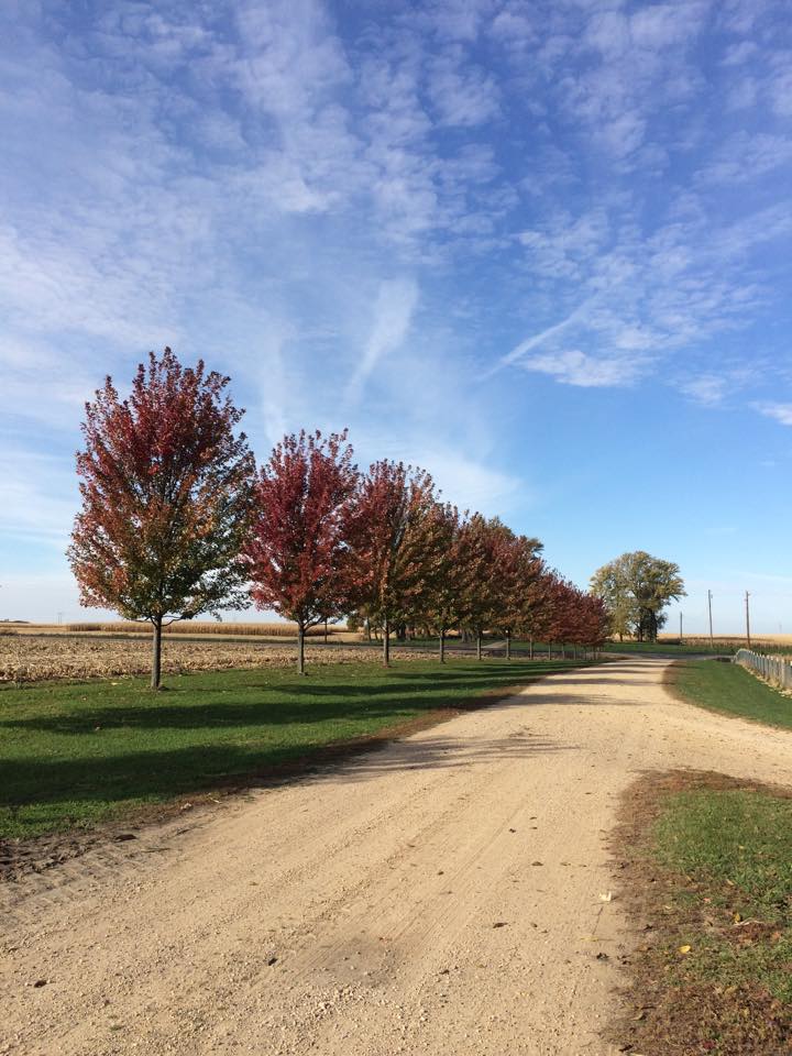 Photo by Lisa Phillips - Blue Skye Farm - Mankato, MN - Fire Maples lining the driveway
