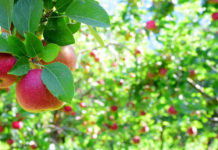 Apple Harvest - Mankato, MN
