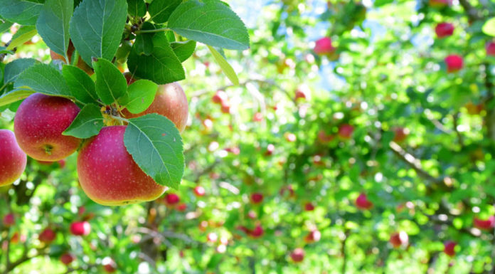 Apple Harvest - Mankato, MN