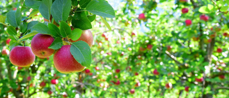 Apple Harvest - Mankato, MN