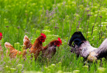 Backyard Chickens - Mankato, MN