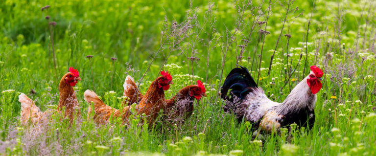 Backyard Chickens - Mankato, MN