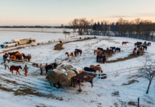 Photo by Rick Pepper - The Horses of the 2012 Dakota 38+2 riders pastured at the farm of Sylvester "Ken" Ziegler