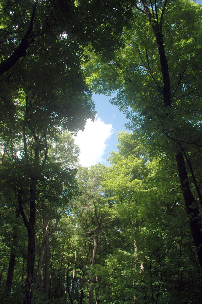 Photo by Don Lipps - Bluff Park in upper North Mankato contains a significant population of old-growth forest consisting predominantly of Maples