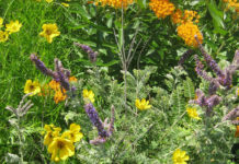 Photo by Scott Moeller - Prairie bouquet at Linnaeus Arboretum in St. Peter