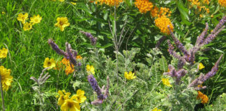 Photo by Scott Moeller - Prairie bouquet at Linnaeus Arboretum in St. Peter