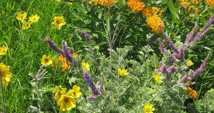 Photo by Scott Moeller - Prairie bouquet at Linnaeus Arboretum in St. Peter