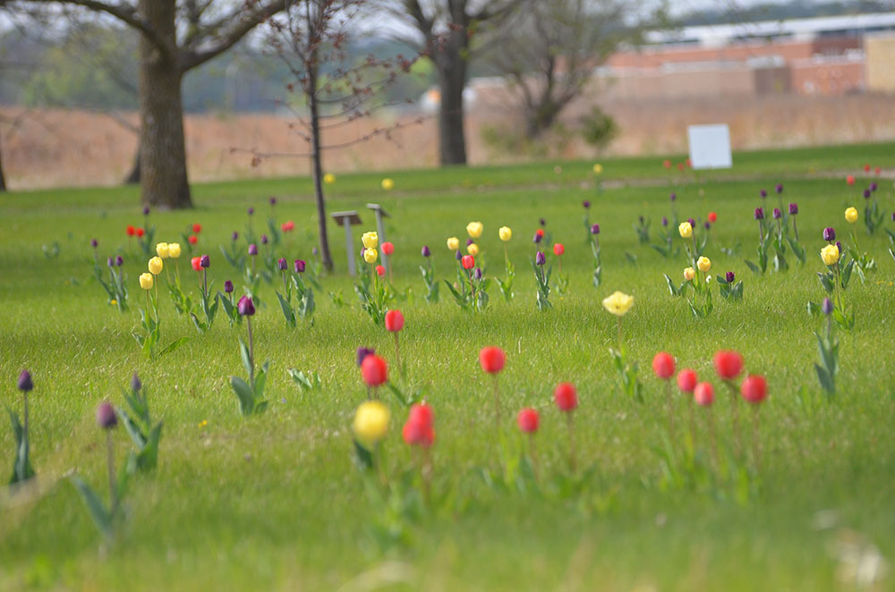 Submitted Photo - Student tulip lawn at Linnaeus Arboretum at Gustavus Adolphus College, St. Peter