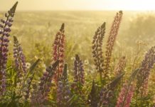 Photo by AJ Dahm - Wild Lupine Dream