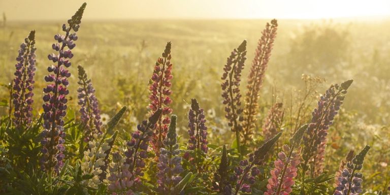 Photo by AJ Dahm - Wild Lupine Dream