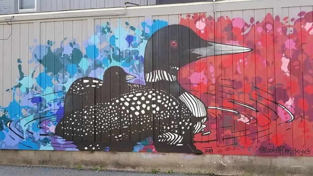 Submitted Photo - Wild Loons by Kendrick Daum on the side of the NaKato in North Mankato