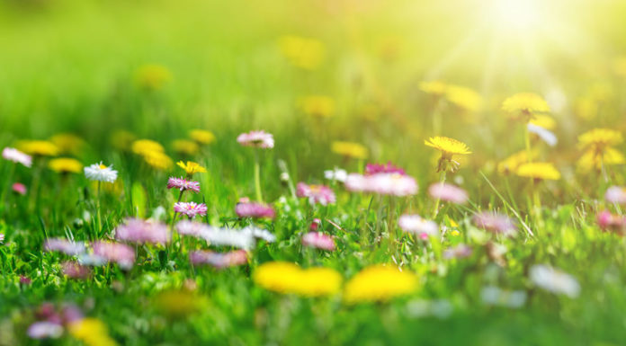 Wildflowers