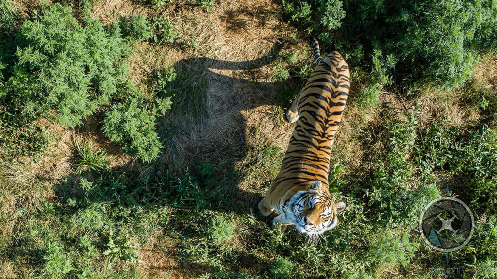 Photo by Jason Smith - Aerial Imagery Media - Tiger at the Big Cat Sanctuary in Sandstone, MN