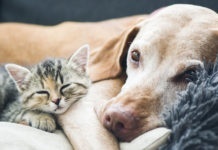 Dog and cat