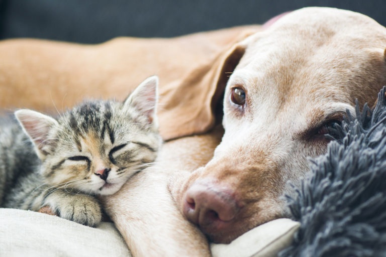 Dog and cat