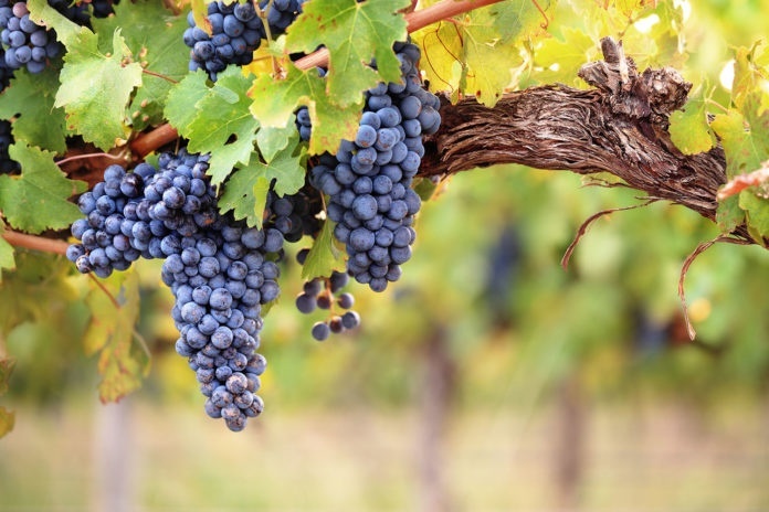 Grapes and grape vines