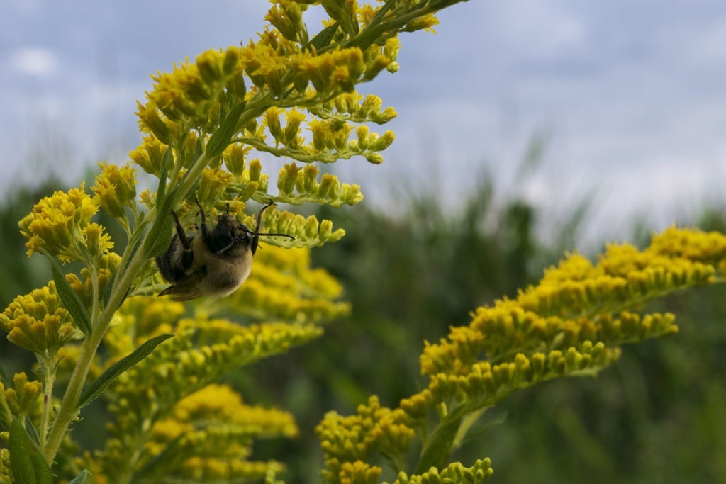 Bumblebee on Goldenrod