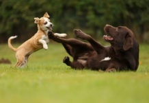 Dogs playing