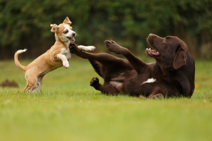 Dogs playing