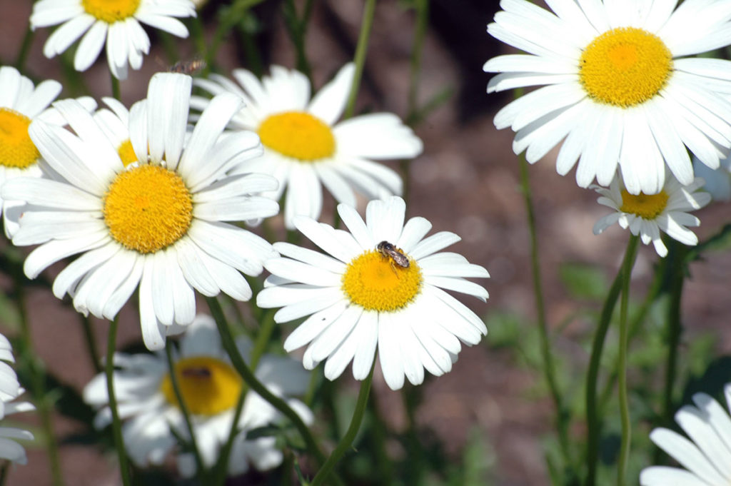 Photo by Don Lipps - Mason Bee on Daisy