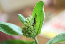 Photo by Mary Torgusen - For 10-14 days the caterpillars do nothing but "crawl, eat and poop" until it's time to form their chrysalis.