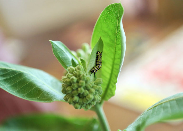 Photo by Mary Torgusen - For 10-14 days the caterpillars do nothing but 