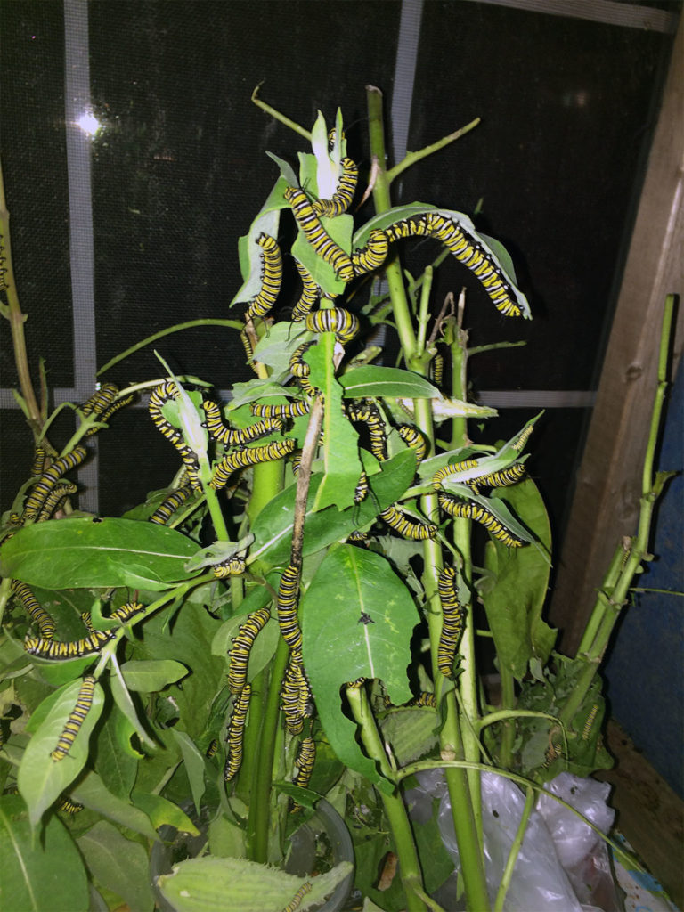 Photo by Mary Torgusen - Monarch caterpillars eat large amounts of fresh milkweed. Mary keeps the base of the stems in lidded cups so that the caterpillars do not fall in the water.