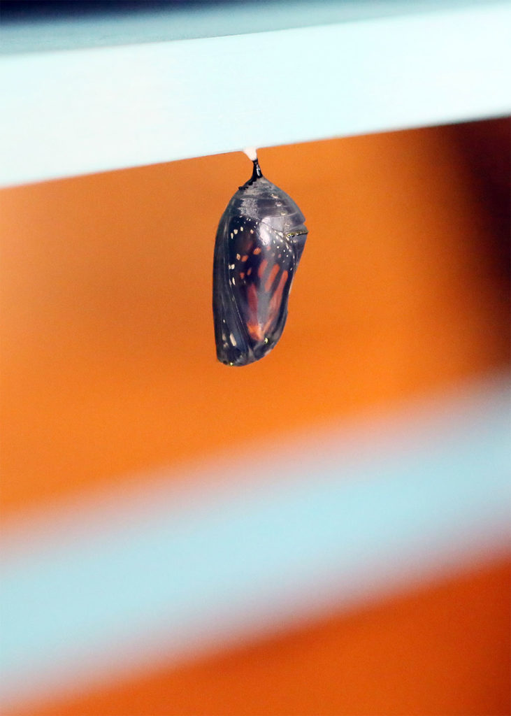 Photo by Mary Torgusen - The chrysalis becomes transparent when the monarch is ready to emerge.