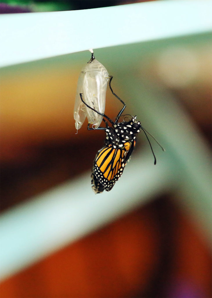 Photo by Mary Torgusen - Immediately after emerging the butterfly's wings need time to dry and unfurl