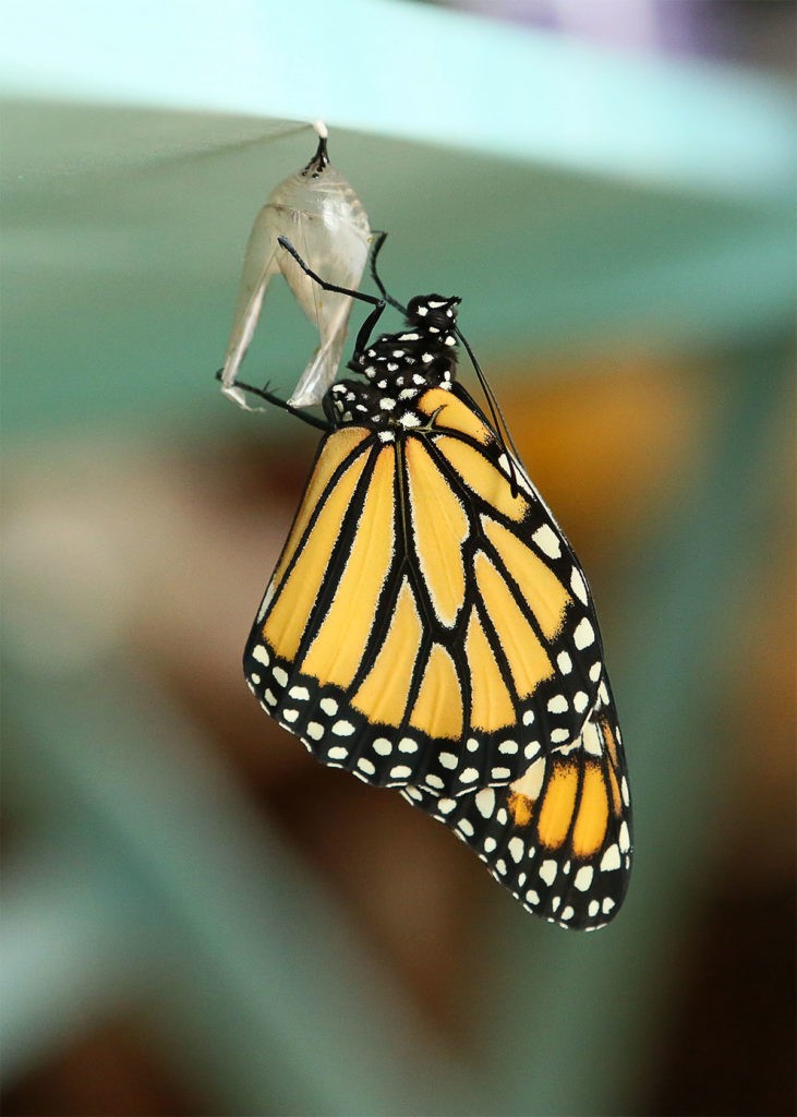 Photo by Mary Torgusen - A newly emerged monarch will rest indoors for 6-8 hours before Mary will release it.