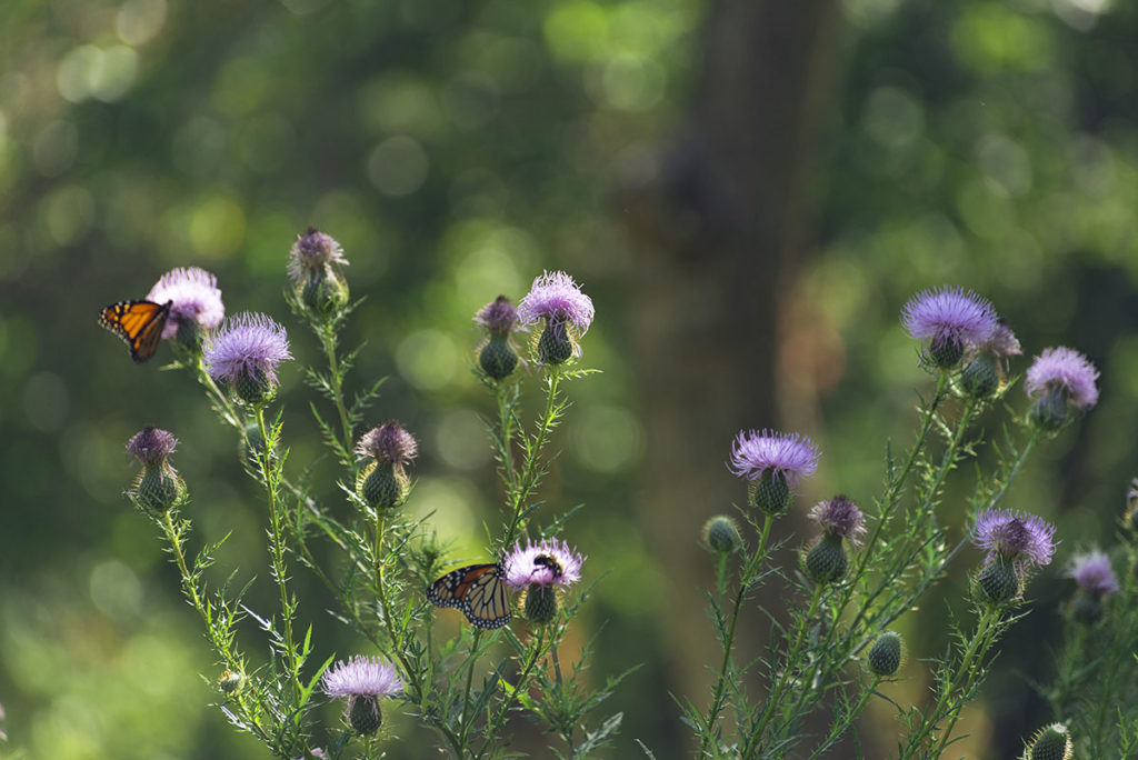 Monarch Butterflies on purple Thistle