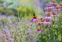 Echinacea purpurea -coneflower in the garden close up