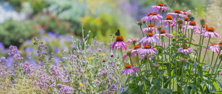 Echinacea purpurea -coneflower in the garden close up