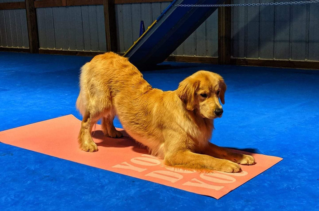 Submitted Photo - A Golden Retriever at work in one of the classes at True Connections Canine Academy in Kasota