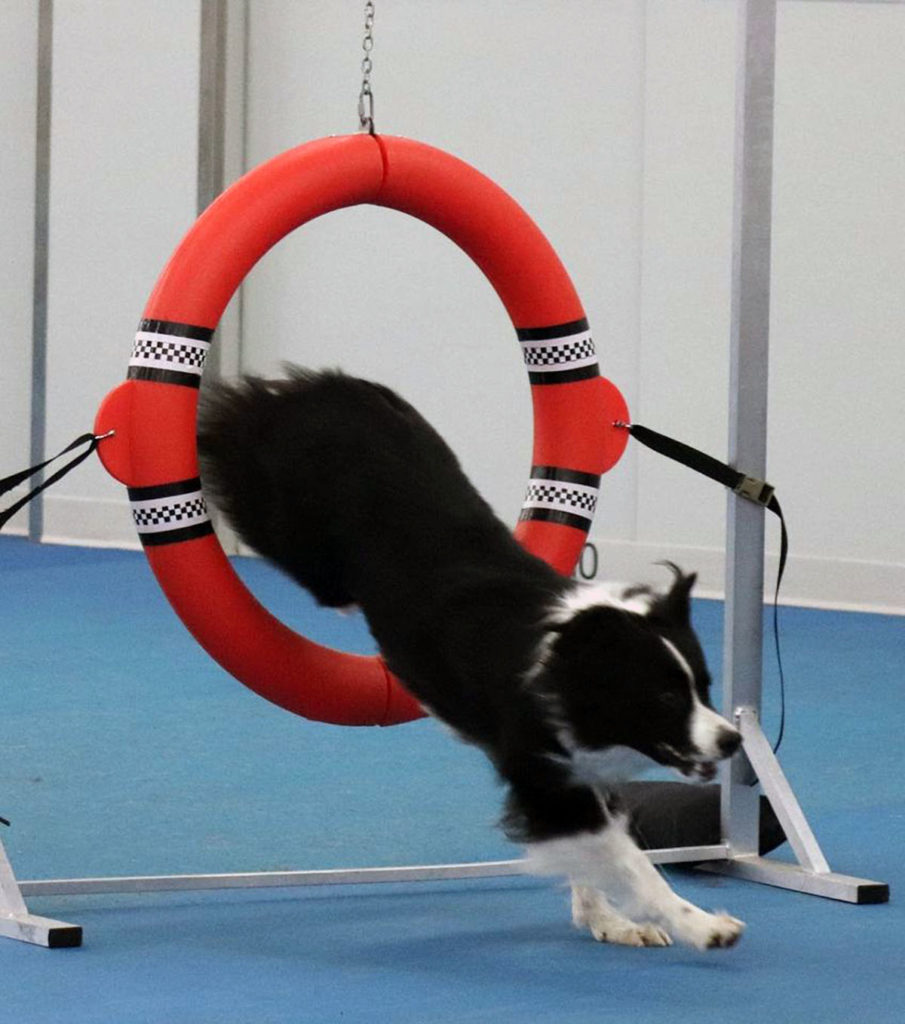 Submitted Photo - Border Collie working in the Agility Class at True Connections Canine Academy in Kasota