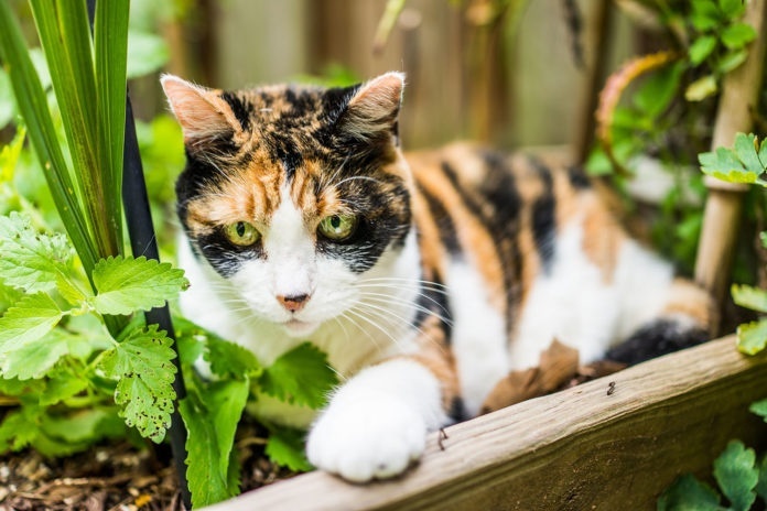 Cat and Catnip