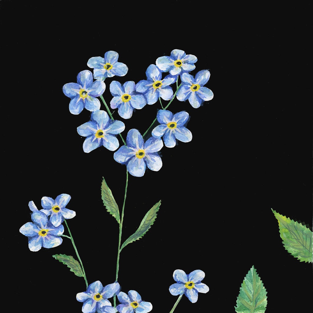 Photo and artwork by Dinah Langsjøen - Forget Me Nots