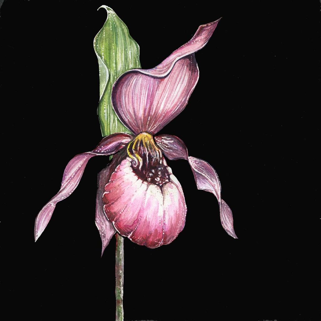 Photo and artwork by Dinah Langsjøen - Lady Slipper