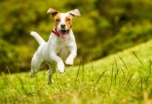 Dog running