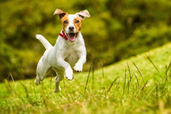 Dog running