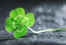 Bright green good luck four leaf clover.