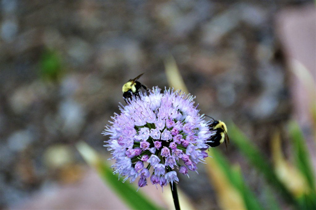 Photo by Karen J Wright - Close up of lakeshore plant with the state bee, the Rusty Patch Bumblebee!