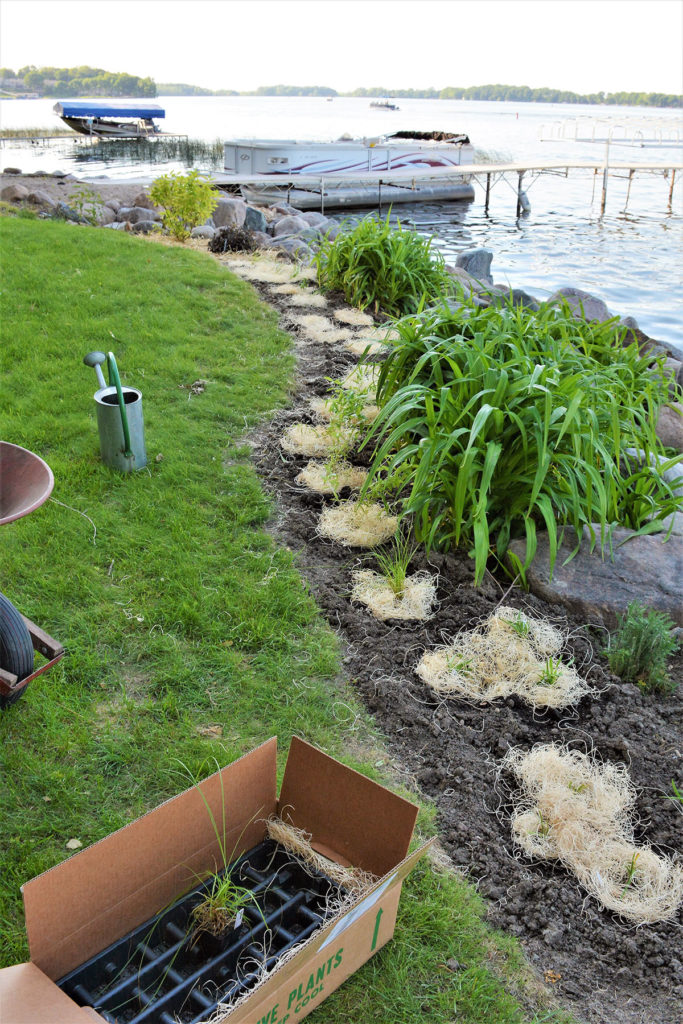 Photo by Karen J Wright - Karen purchased a shoreline native plant "kit." Planting is in progress.