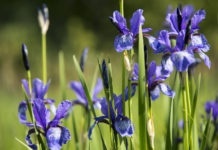 Wild Iris