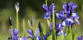 Wild Iris