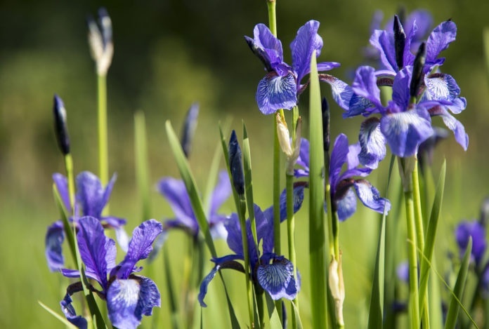 Wild Iris