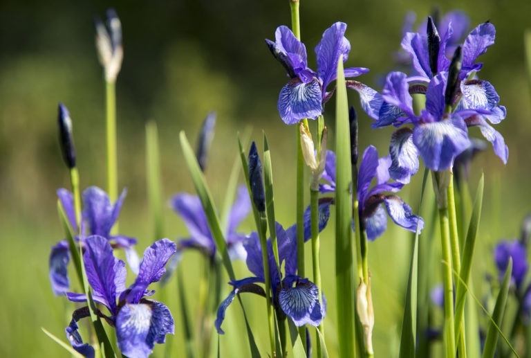 Wild Iris