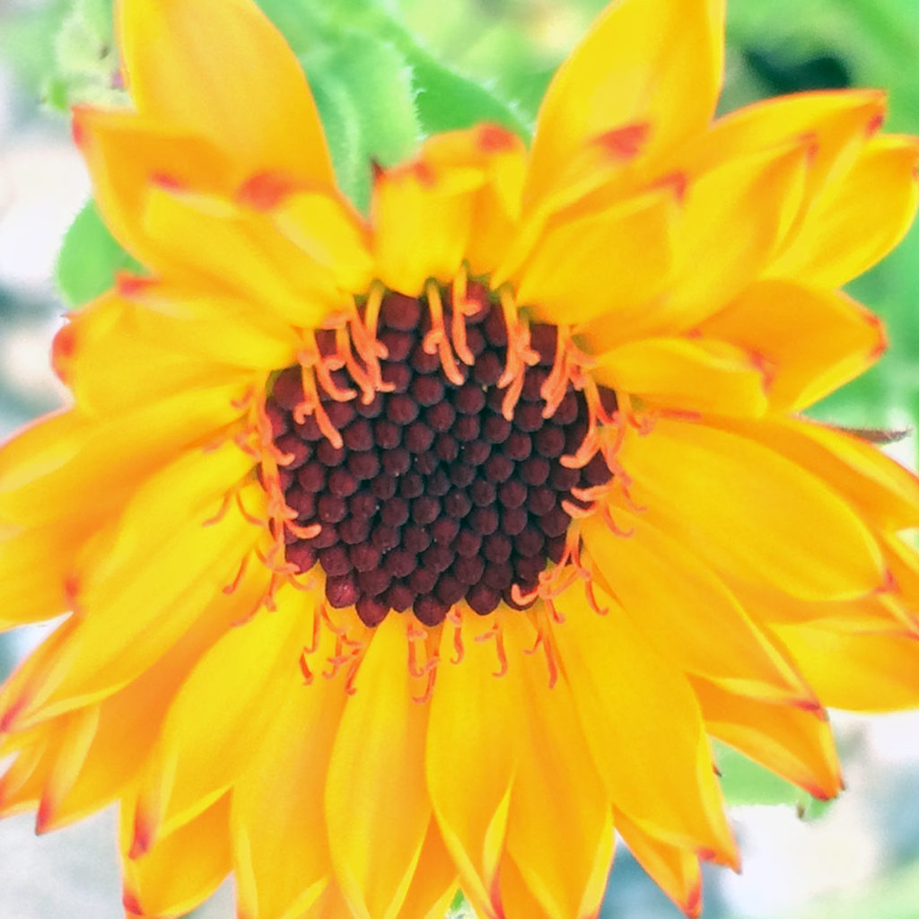 Photo by Elizabeth Willett - Calendula flower or pot marigold, Calendula officinalis, is both an edible and medicinal flower. It’s most notably use for its topical use on skin wounds, rashes, etc.