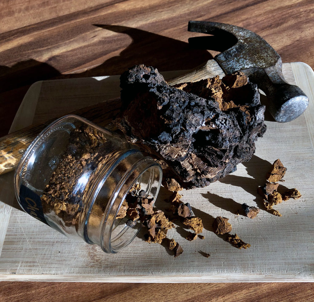 Photo by Elizabeth Willett - Chaga (Inonotus obliquus) is one of my immune boosting go-to “mushrooms”, a parasitic fungus actually. It’s dubbed the “Father of all mushrooms”. Chaga helps the body’s natural forcefield stay strong, is rich in antioxidants and is known to support illness recovery.