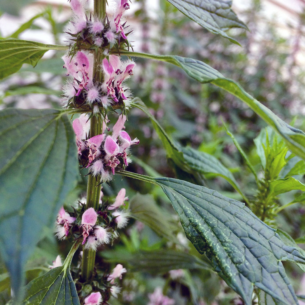 Photo by Elizabeth Willett - Motherwort (Leonurus cardiaca) is perhaps my favorite herb; leaves, stems and delicate flowers used to make herbal remedies for the heart, anxiety and dealing with anything “relating to the mother” (mothering or not being a mother, one’s own mother or grandmother, loss, conflict or strife as a mother, with a mother figure, or as a result of not having a mother...). It’s often used in women’s fertility remedies too.